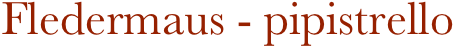 Fledermaus - pipistrello